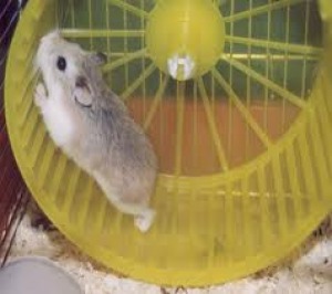 Il criceto 