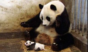 Panda che starnutisce 