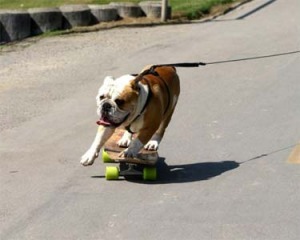 Il cane sullo skate 