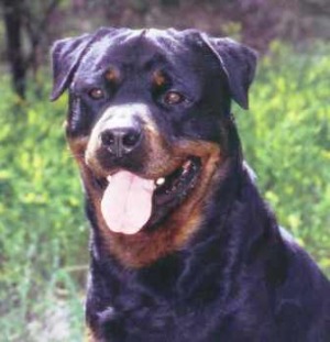 Il cane Devil � salvo. Verr� adottato