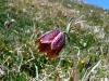 Scoperta una rara specie vegetale nel territorio del futuro Parco Nazionale del Velino Sirente 