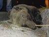Pirata della strada investe e uccide Orsa di 6 anni in Val Volturno