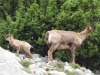 Parco Nazionale dell’Aspromonte: la “Valle Infernale” candidata a sito seriale UNESCO Parco Nazionale dell’Aspromonte: la “Valle Infernale” candidata a sito seriale UNESCO