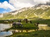 Entra in funzione il nuovo servizio regionale abruzzese Foreste e Parchi Entra in funzione il nuovo servizio regionale abruzzese Foreste e Parchi
