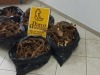 Trovati con oltre 50 kg di radici di genziana | tre persone denunciate dai Guardiaparco - Vimarsana News