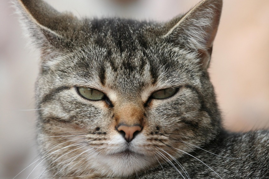 Oggi Il Giorno Del Gatto Simbolo Di Solitudine E Di Indipendenza Il