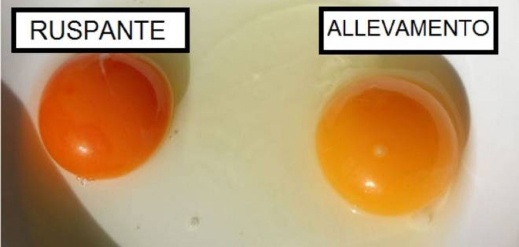 Risultati immagini per colore tuorlo