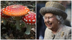 Hallucinogenic Mushrooms At Buckingham Palace Garden