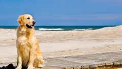 Spiaggia per cani