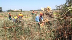 Abbattimento di 45 Ulivi A Oria, foto da twitter