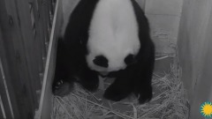 Il parto di Mei Xiang