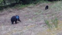 L'orso dalla testa blu
