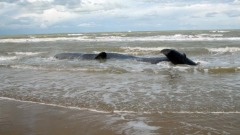 Spiaggiamento balenottere