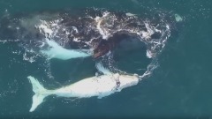 La balena bianca ripresa dal drone