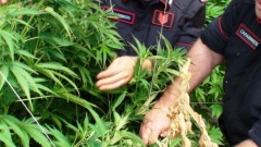 sequestro marijuana - foto di repertorio