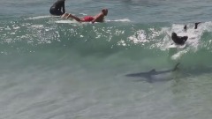 Byron Bay Shark