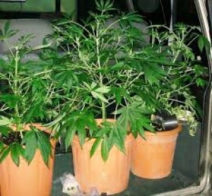 Marijuana 