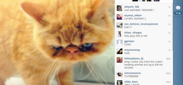 Tuts the cat di Justin Bieber