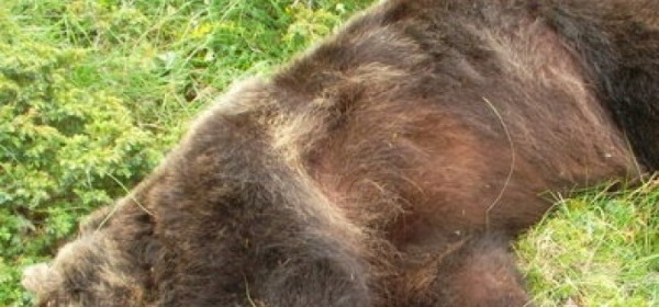 L'orso Stefano ucciso