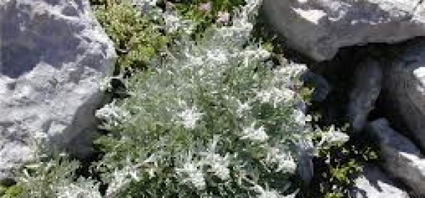 Pianta Genepì (Artemisia petrosa subsp. Ariantha