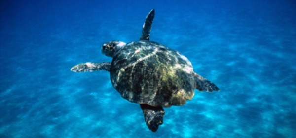 Tartaruga marina - foto di repertorio