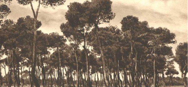 La pineta dannunziana a Pescara