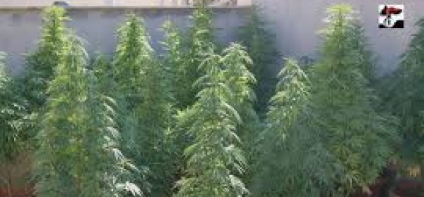 Piante marijuana