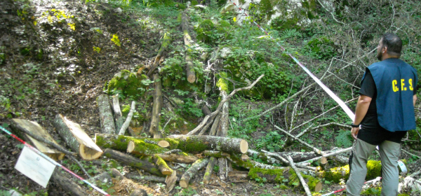 Foto Corpo forestale dello Stato