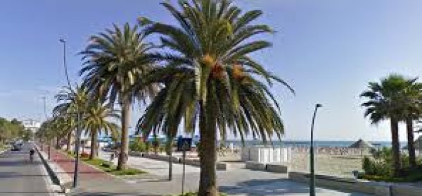 Palme sul lungomare di Roseto