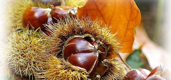 Castagne di tipo "roscetta"