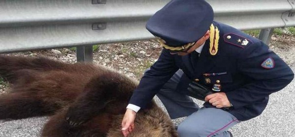 L'orso investito sull'A24