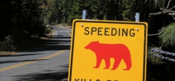 Foto dai Parchi americani: "La velocità uccide gli orsi"
