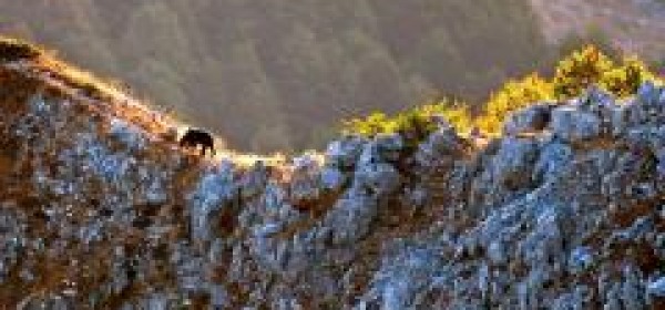 Orso sul monte serrone - foto di Paolo Forconi