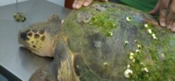 La tartaruga ritrovata a Francavilla