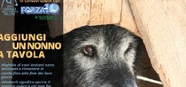 Manifesto adozione cani anziani