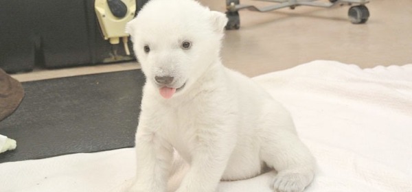orso polare baby