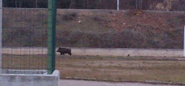 Cinghiale nel Parco Giochi