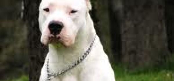 Dogo argentino