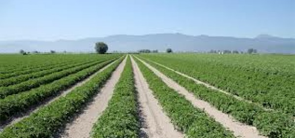 Campo patate Fucino