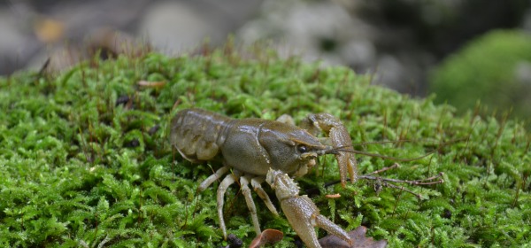 Gambero di Fiume