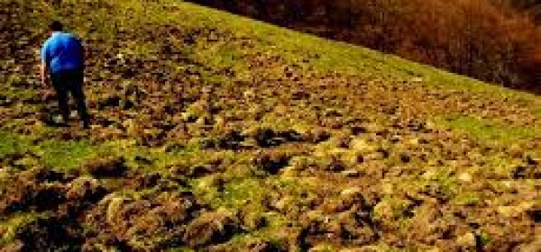 Campo danneggiato da cinghiali