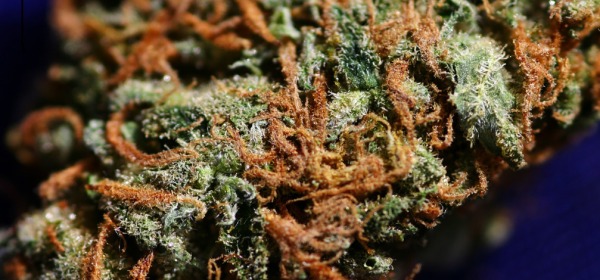 Marijuana Amnesia