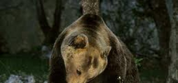 Orso marsicano