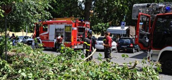 Interventi per caduta alberi- foto ansa