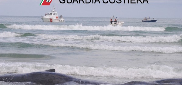 Capodogli spiaggiati