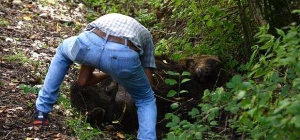 Orso Morto Pettorano