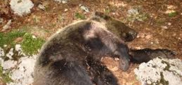 carcassa orso
