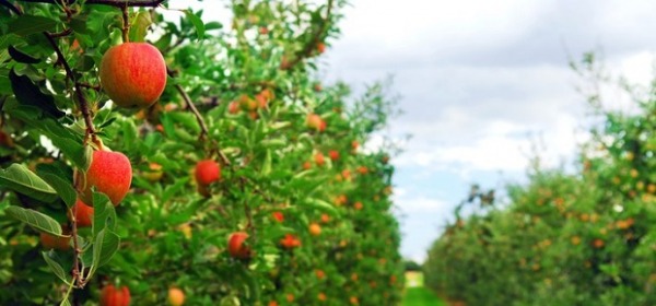 Alberi da frutto