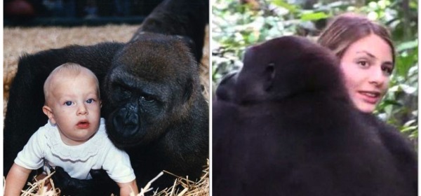 L'incontro tra il gorilla Djalta e Tansy Aspinall