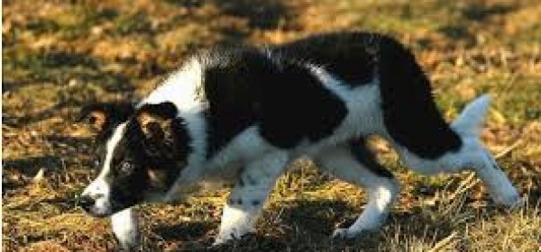 Border collie